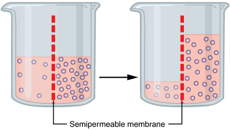 Figure of beaker divided by semipermeable membrane that allows water but not solutes to pass