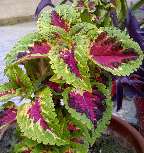 https://en.wikipedia.org/wiki/Coleus