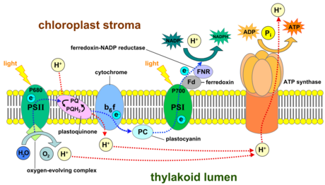 1024px-Thylakoid_membrane_3.png