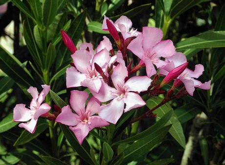 https://en.wikipedia.org/wiki/Nerium#/media/File:Nerium_oleander_flowers_leaves.jpgrium_oleander_flowers_leaves.jpg