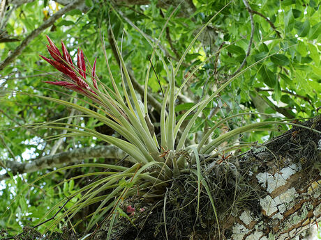 Photo of epiphytic bromeliad, /Tillandsia/