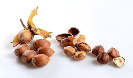 Corylus fruits