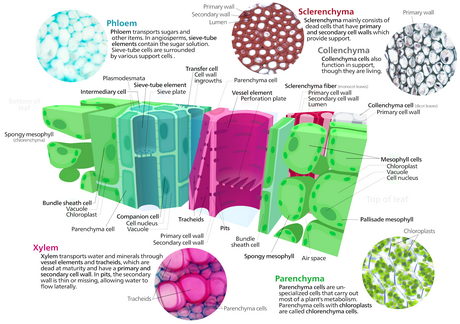 diagram by Kelvin Ma. See https://commons.wikimedia.org/wiki/File:Plant_cell_types.svg