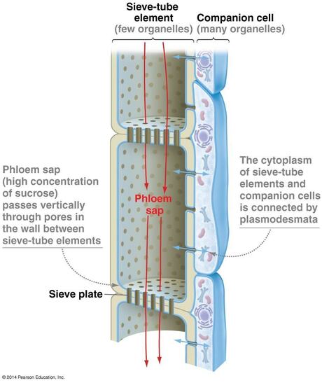 38_16_sieve_tube_elements_L.jpg