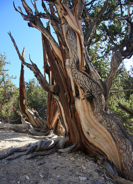 738px-Bristlecone_Pinus_longaeva_twisted_grain.jpg