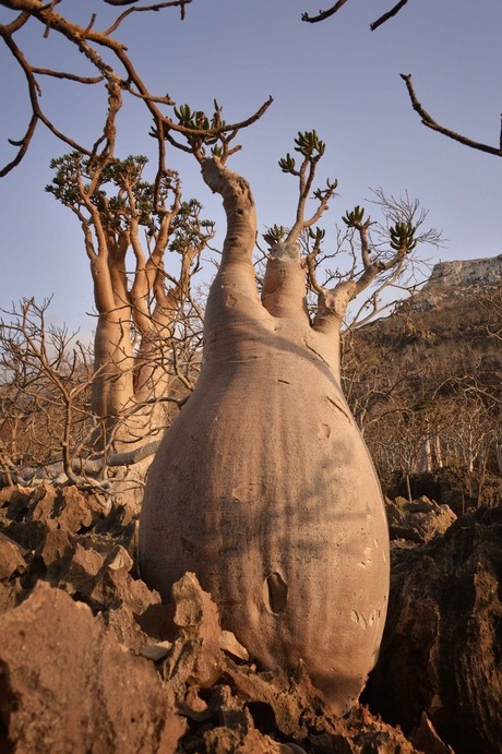 Photo of a desert rose or Sabi star (/Adenium obesum/)