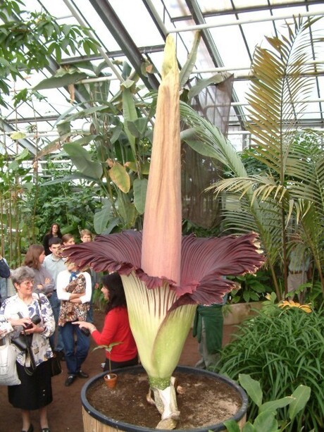 Photograph of the giant corpse flower