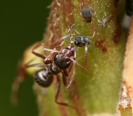 Ant_feeding_on_honeydew.jpg