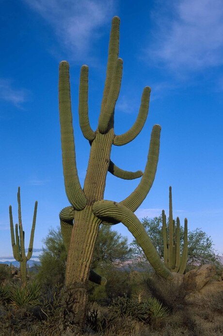 Photo of a saguaro cactus (/Carnegiea gigantea/)