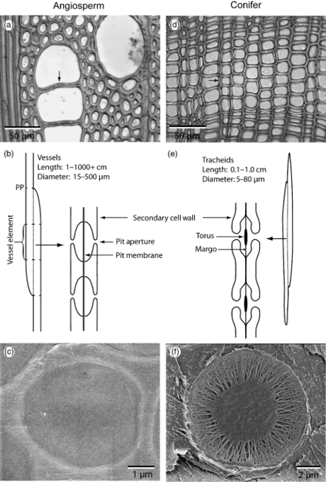 Choat_etal_2007_fig1_tracheid_pits.png