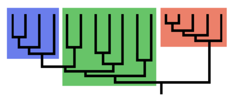 A phylogenetic tree: both blue and red groups are monophyletic. The green group is paraphyletic because it is missing a monophyletic group (the blue group) that shares a common ancestor --- the lowest green vertical stem.