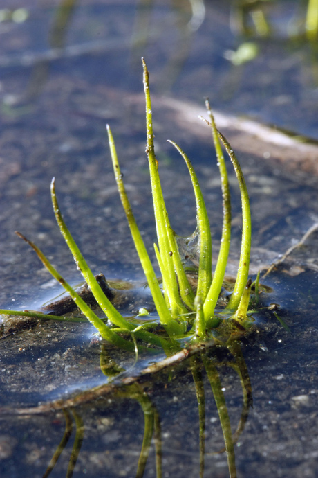 Photo of /Isoetes melanospora/ in vernal pool