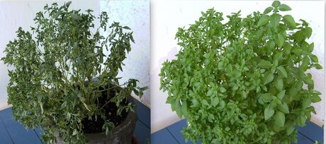 wilted basil plant (left) and smae plant after watering (right). Photo by Victor M. Vicente Selvas.