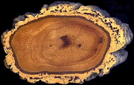 Cork_oak_trunk_section.jpg