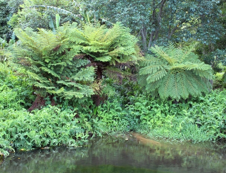 Cyathea_dregei_-_Common_Tree_Fern_-_Cape_Town.jpg