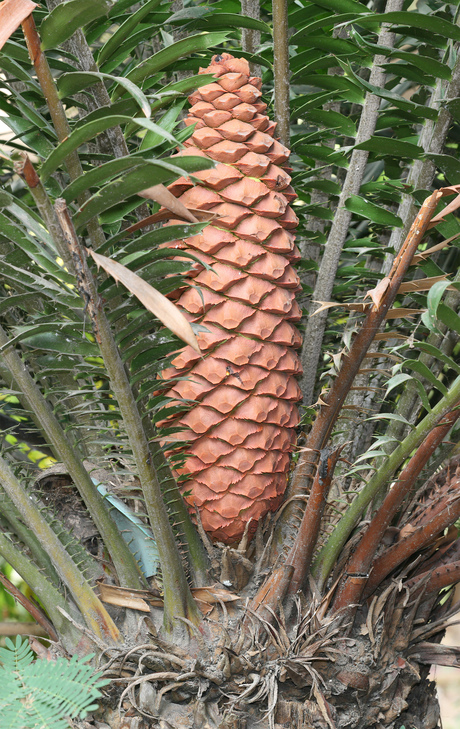 Cycad_cone.jpg