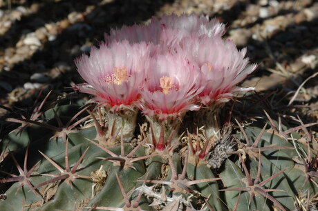 Echinocactus-texensis-schwilk.jpg