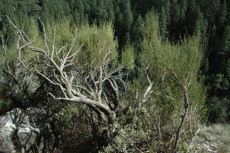 Mormon Tea (/Ephedra/ sp), Walnut Canyon, Arizona