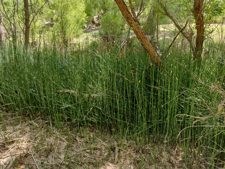 Equisetum_White_River_Schwilk.jpg