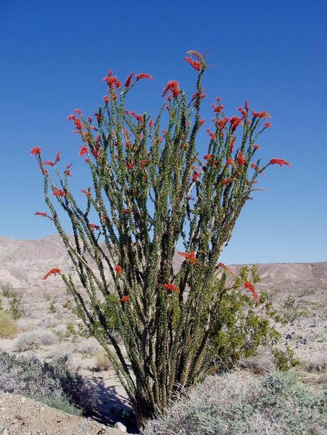 Photo of ocotillo (/Fouquieria splendens/) is drought deciduous