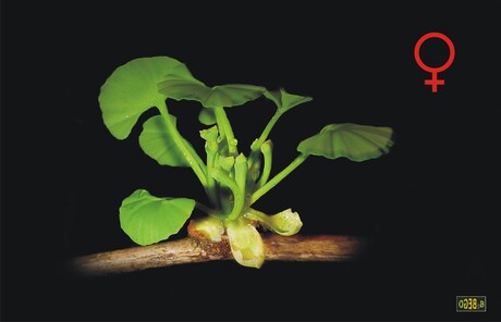 Ginkgo_biloba_female.jpg