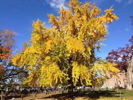 Ginkgo_during_autumn.jpg