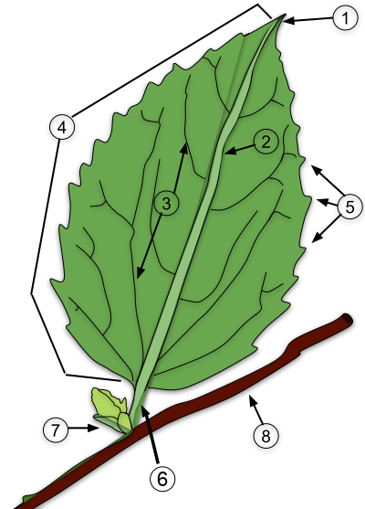 Leaf_Bud_and_Stem_Diagram.png