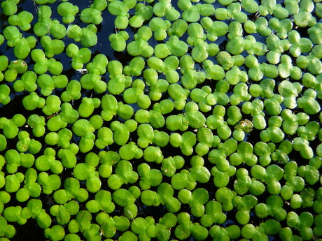 Photograph of the duckweed, Lemna minor