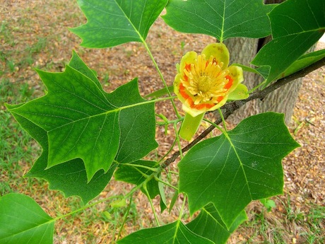 [[tulip tree image by Bruce Marlin CC BY-SA 3.0 (https://creativecommons.org/licenses/by-sa/3.0)][<a href="https://upload.wikimedia.org/wikipedia/commons/0/05/Liriodendron_tulipifera.jpg">Link</a>]]