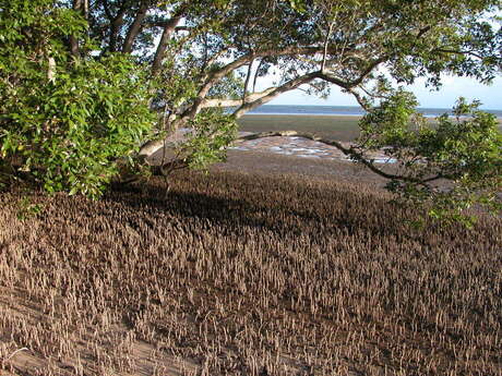 Photo by BoundaryRider https://en.wikipedia.org/wiki/File:Mangrove_and_pneumatophores_in_Moreton_Bay,_Qld.JPG