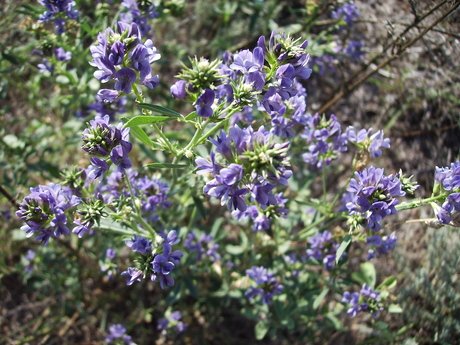 https://upload.wikimedia.org/wikipedia/commons/7/76/Medicago_sativa_Alfals006.jpg