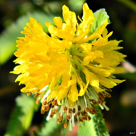 Photo of a yellow Neptunia inflorescence