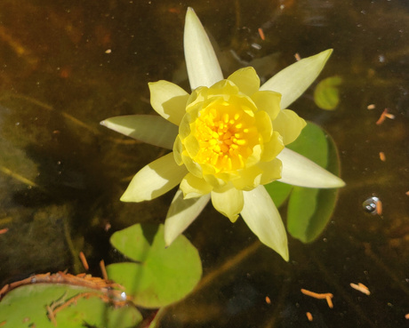 Photo of a yellow water lily. Schwilk, 2022.