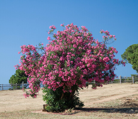 Oleander_stablo.jpg