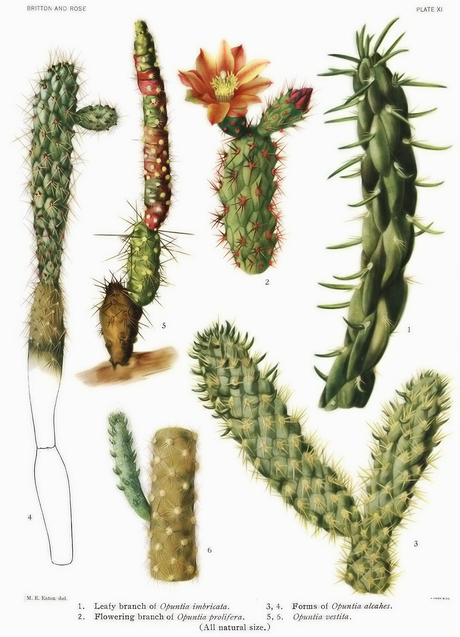 From The Cactaceae (1919-1923) by Britton et Rose, Vol. I, Plate XI. https://commons.wikimedia.org/wiki/File:Opuntia4_filtered.jpg