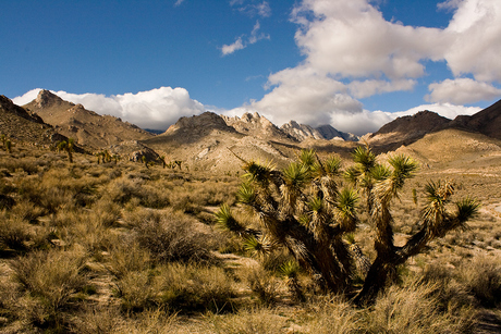 Photograph of a desert scene: Owens valley with Joshua Tree on foreground.