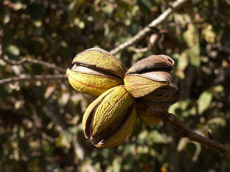 Image of pecan nuts