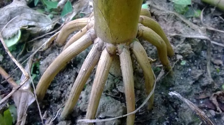 Photo by Krish Dulal https://upload.wikimedia.org/wikipedia/commons/a/ac/Prop_roots_of_Maize_plant.jpg