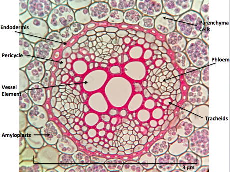 Microscopy cross section of a Ranuculus root. See https://www.flickr.com/photos/146824358@N03/35615771550