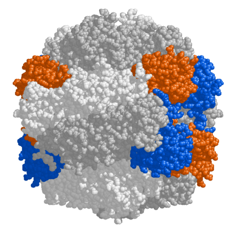 Rubisco enzyme structure