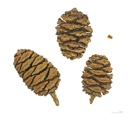 Sequoiadendron_giganteum_MHNT.BOT.2004.0.191.jpg