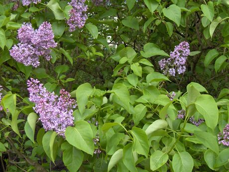 https://commons.wikimedia.org/wiki/File:Syringa.vulgaris(01).jpg