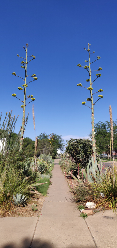 Agave americana flowering in Lubbock