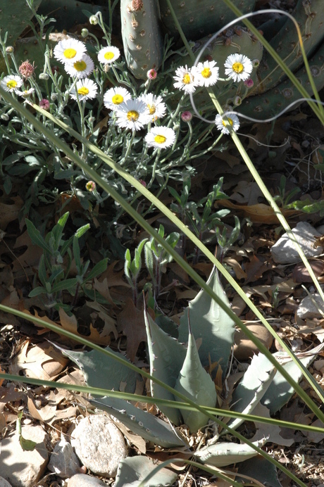 Photo of /Agave neomexicana/ growing in Lubbock