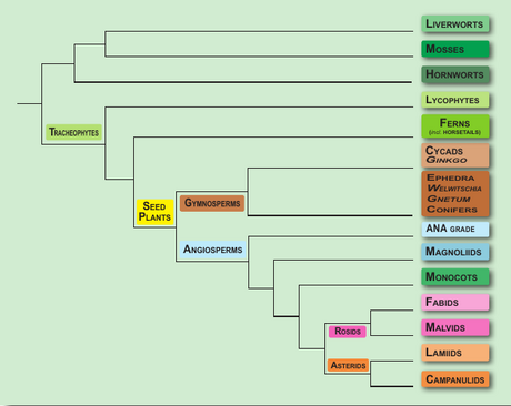 overview of the land plants. See the angiosperm phylogeny poster, https://peerj.com/preprints/2320/