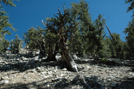 White Mountains, NV. Photo by D. Schwilk