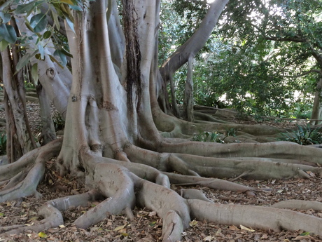 Photo by Patti Neumann https://en.wikipedia.org/wiki/Buttress_root#/media/File:Buttress_roots.JPG