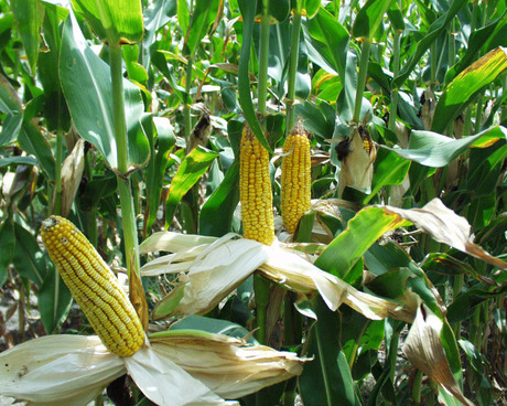 Photo of maize (corn)