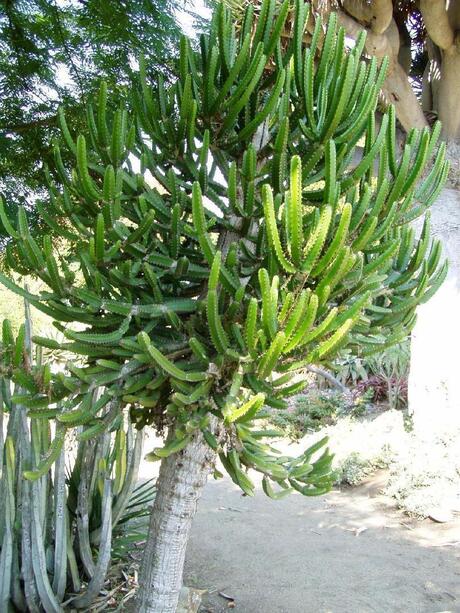 euphorbia_tetragona.jpg