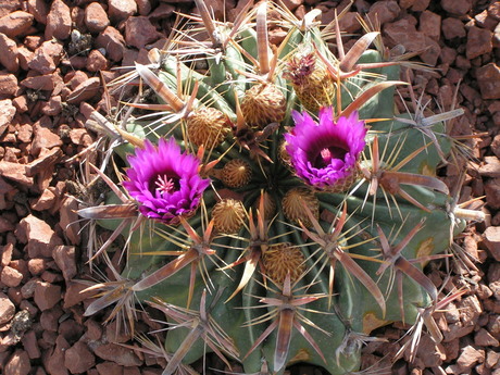 Photo of horse crippler cactus (see earlier)